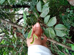 Cynometra bauhiniifolia, photograph Pier Luiggi Maquilón, CC BY, iNaturalist via GBIF