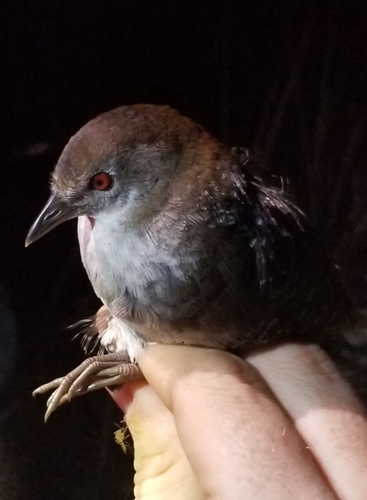 Laterallus jamaicensis
