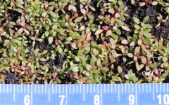 Elatine brachysperma