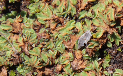 Image of Riccia campbelliana by (c) Millie Basden, some rights reserved (CC BY)