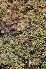 Elatine brachysperma
