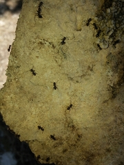 Lasius grandis