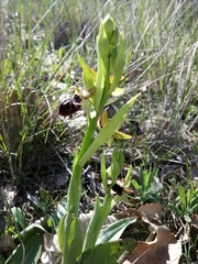 Ophrys sphegodes passionis
