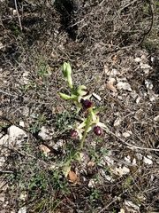 Ophrys sphegodes passionis