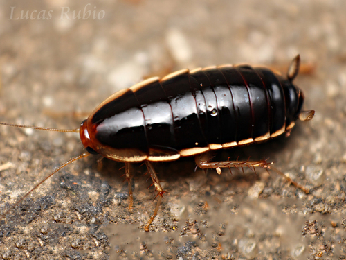 Isoldaia insularis