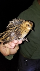 Coturnicops noveboracensis