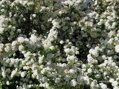 Spiraea formosana
