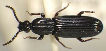 Dhysorina