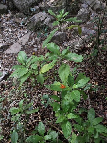 Image of Justicia spicigera by (c) Erick Vélez Sánchez, some rights reserved (CC BY)