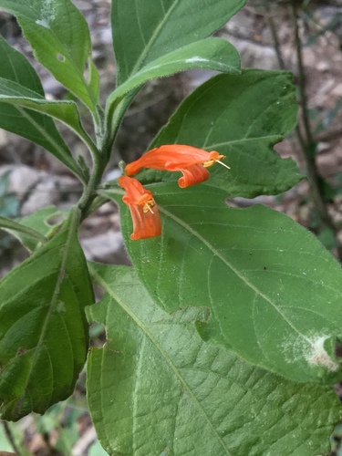 Image of Justicia spicigera by (c) Erick Vélez Sánchez, some rights reserved (CC BY)