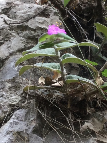 Tradescantia sillamontana