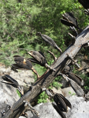 Image of Agave lophantha by (c) Erick Vélez Sánchez, some rights reserved (CC BY)