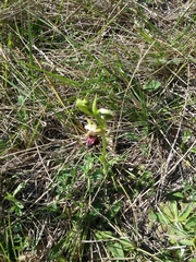 Ophrys sphegodes passionis