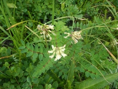 Astragalus frigidus