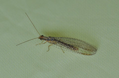 Eremochrysa punctinervis