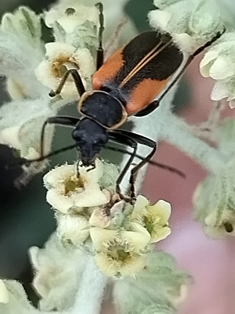 Chauliognathus opacus