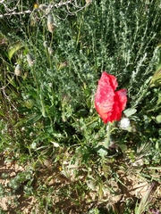 Papaver rhoeas