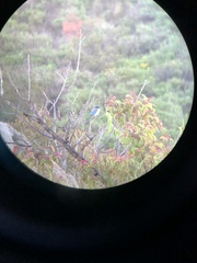 Aphelocoma californica