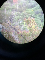 Aphelocoma californica