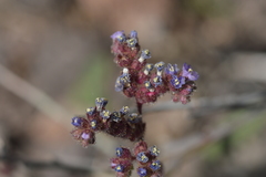 Phacelia coerulea