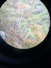 Aphelocoma californica