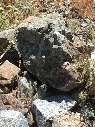 iNaturalist observation photo of Western Side-blotched Lizard