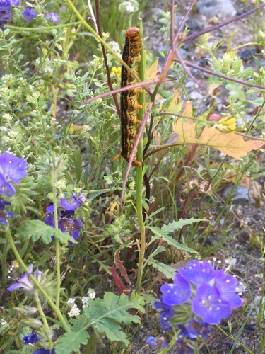 iNaturalist observation photo of White-lined Sphinx