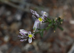 Polygala scoparioides