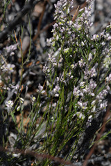 Polygala scoparioides