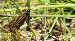 Macrostemum zebratum