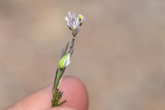 Polygala scoparioides
