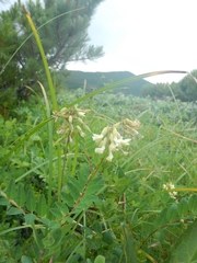 Astragalus frigidus