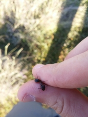 Camponotus sylvaticus