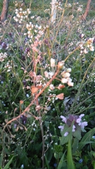 Capsella bursa-pastoris