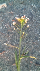 Capsella bursa-pastoris