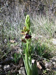 Ophrys sphegodes passionis