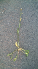 Capsella bursa-pastoris