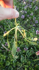 Capsella bursa-pastoris