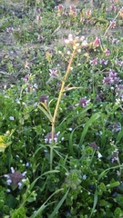 Capsella bursa-pastoris