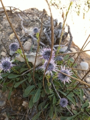 Globularia