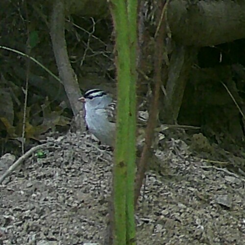 White-crowned Sparrow photographed in West Virginia
