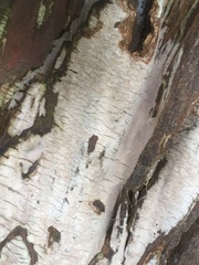 Amylostereum laevigatum