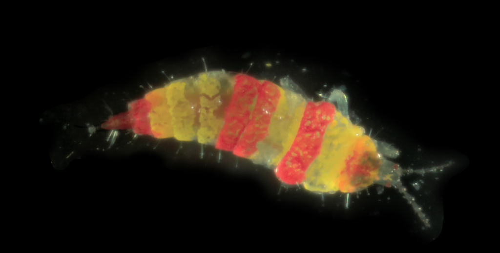 Eurythrips