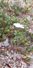 Linanthus dichotomus