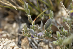 Hebecarpa macradenia