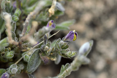 Hebecarpa macradenia