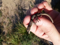 Tarentola mauritanica