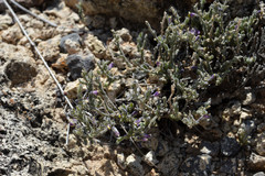 Hebecarpa macradenia