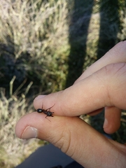 Camponotus sylvaticus