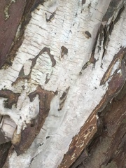 Amylostereum laevigatum